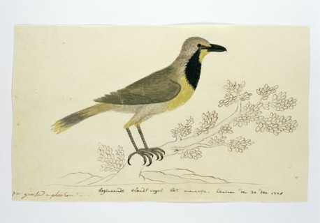 Telephorus zeylonus (Bokmakierie), 1778. Creator: Robert Jacob Gordon.