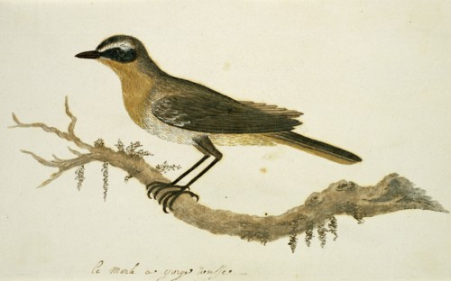 Cossypha caffra (Cape robin-chat), 1777-1786. Creator: Robert Jacob Gordon.