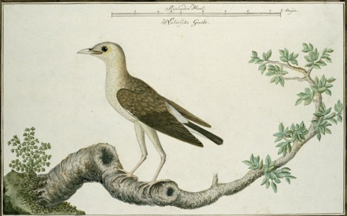 Creatophora cinerea (Wattled starling), 1777-1786. Creator: Robert Jacob Gordon.