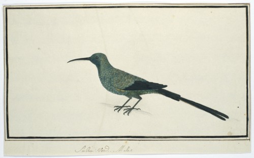 Nectarinia famosa (Malachite sunbird), 1777-1786. Creator: Robert Jacob Gordon.