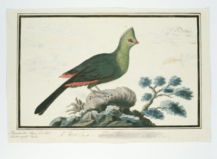 Tauraco corythaix (Knysna Turaco or Knysna Lourie), 1777-1786. Creator: Robert Jacob Gordon.