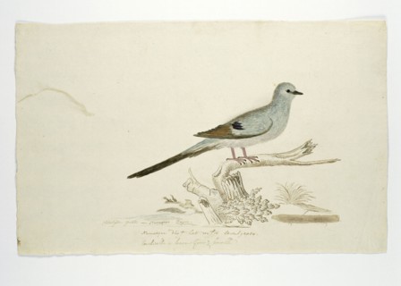 Oena capensis (Namaqua dove), 1777-1786. Creator: Robert Jacob Gordon.
