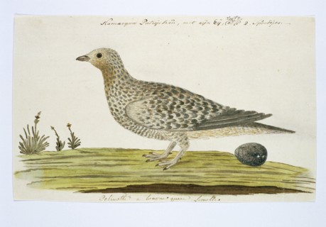 Pteroclurus namaqua (Namaqua sandgrouse), c.1778. Creator: Robert Jacob Gordon.