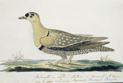 Pteroclurus bicinctus (Double-banded sandgrouse), c.1778. Creator: Robert Jacob Gordon.