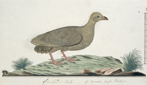 Francolinus capensis (Cape spurfowl or Cape francolin), c.1778. Creator: Robert Jacob Gordon.