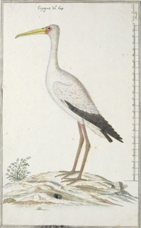 Mycteria ibis (Yellow-billed stork or Wood stork), c.1778. Creator: Robert Jacob Gordon.