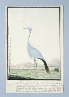 Anthropoides paradisea (Blue crane or Stanley crane), 1777-1786. Creator: Robert Jacob Gordon.