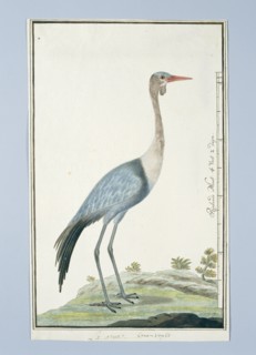 Grus carunculatus/ Bugeranus carunculatus (Wattled crane, 1777-1786. Creator: Robert Jacob Gordon.