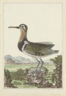Rostratula benghalensis (Greater painted-snipe), 1777-1786. Creator: Robert Jacob Gordon.