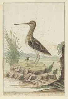 Gallinago nigripennis (African snipe), 1777-1786. Creator: Robert Jacob Gordon.
