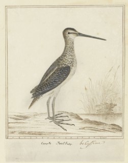 Gallinago nigripennis nigripennis (African snipe), 1777-1786. Creator: Robert Jacob Gordon.