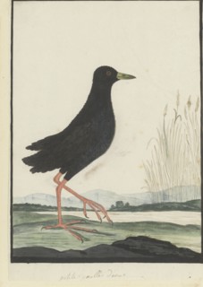 Amaurornis flavirostra (Black crake), 1777-1786. Creator: Robert Jacob Gordon.