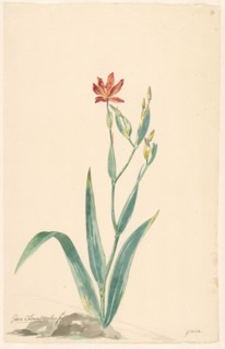 Leopard flower in a landscape, c.1775-c.1825. Creator: Willem van Leen.