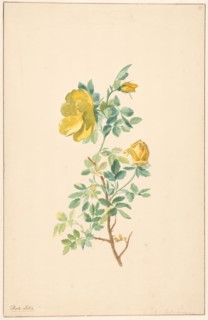 Branch of a yellow rose (rosa lutea), c.1775-c.1825. Creator: Willem van Leen.