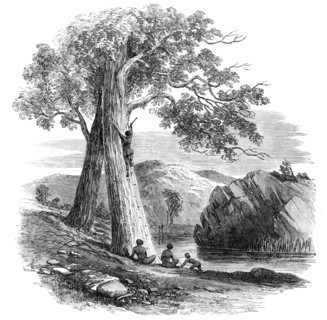 Sketches in Australia - Mode of Climbing a Tree, 1857. Creator: Unknown.