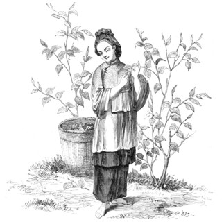Chinese Woman gathering Tea - from a drawing by a Chinese artist, 1857. Creator: Unknown.