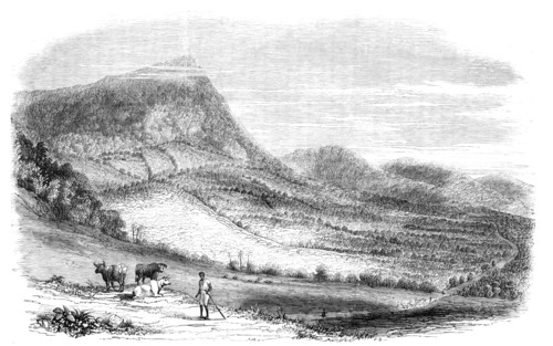 View on a Cocoa Plantation in the Island of Granada, 1857. Creator: Unknown.
