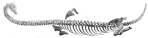 Fossil Plesiosaurus recently found at Street, near Glastonbury, 1857. Creator: Unknown.