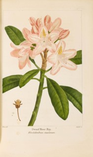 From "Histoire des Arbes Forestiers de l'Amérique Septentrionale" by François André..., 1810-1811. Creator: Bessa, Pancrace (1772-1846).