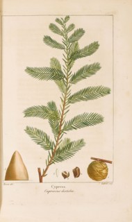 From "Histoire des Arbes Forestiers de l'Amérique Septentrionale" by François André..., 1810-1811. Creator: Bessa, Pancrace (1772-1846).