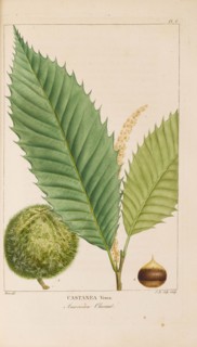 From "Histoire des Arbes Forestiers de l'Amérique Septentrionale" by François André..., 1810-1811. Creator: Bessa, Pancrace (1772-1846).