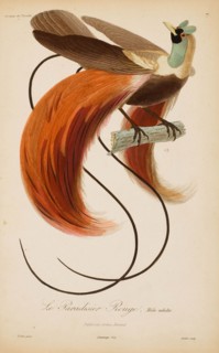 From "Histoire naturelle des oiseaux de Paradis" by R.-P. Lesson, 1835. Creator: Prêtre, Jean-Gabriel (1768-1849).