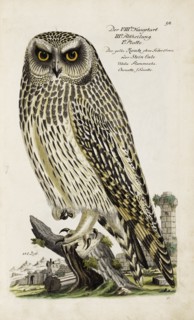 Illustration from "Ornithology - Presentation of the birds" by Johann Leonhard Frisch, 1733. Creator: Frisch, Johann Leonhard (1666-1743).