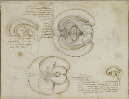 The brain, c.1508. Creator: Leonardo da Vinci (1452-1519).