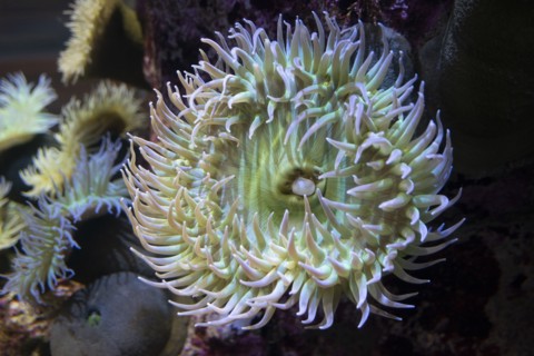 Monterey Bay Aquarium, Monterey, California, USA, 2022. Creator: Ethel Davies.