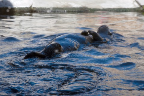 Sea Otter, Monterey Bay Aquarium, Monterey, California, USA, 2022. Creator: Ethel Davies.