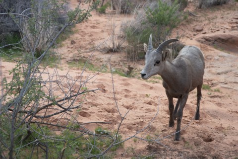 Bighorn Sheep, Valley of Fire, Las Vegas, Nevada, USA, 2022. Creator: Ethel Davies.
