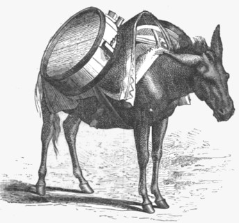 ''Armenian baggage animal; The Caucasus', 1875. Creator: Unknown.