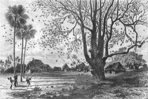 'Tree of Bats, Whydah; The Kingdom of Dahomey', 1875. Creator: Unknown.