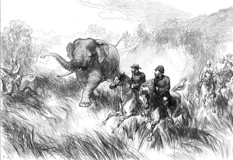 The Prince of Wales in the Terai: Mr. Rose chased by a Wild Elephant...1876. Creator: C.R..