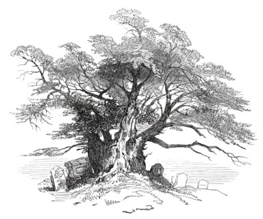 Leaves from a Sketch-Book - Bits of Kent: Yew-Tree, Horton Kirby, 1876. Creator: Unknown.