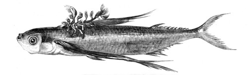 Flying fish, with a Parasitic Growth on its Back, 1858. Creator: Unknown.