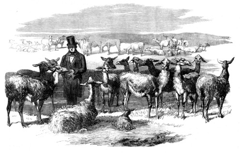 Flock of Lllamas, just imported from Peru, 1858. Creator: Unknown.