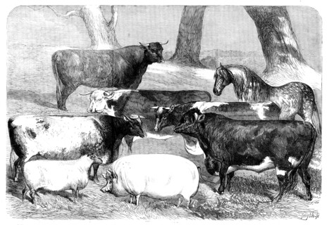 Prize Animals exhibited at the Meeting of the Royal Agricultural Society at Chester, 1858. Creator: Smyth.