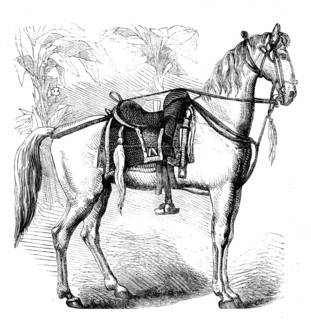 Sketches of Native Life in India - Sikh Horse, 1858. Creator: Unknown.