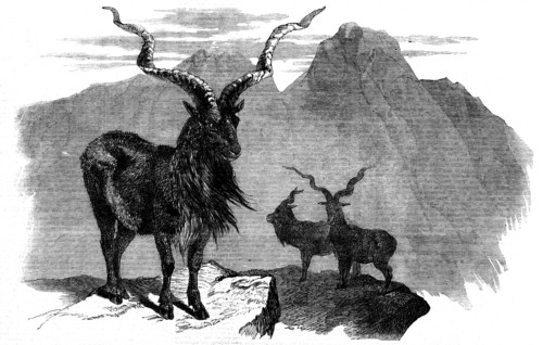 The Markore (Capra megaceros), 1858. Creator: Unknown.