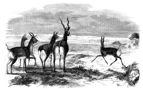 Antelope-Hunting in India - Antelopes Startled, 1858. Creator: Unknown.