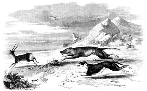 Antelope-Hunting in India - The Chase, 1858. Creator: Unknown.
