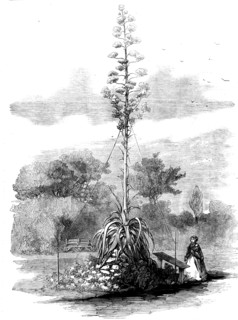 American Aloe in Bloom in the Gardens of the Royal Botanic Society, Regent's Park, 1858. Creator: Unknown.