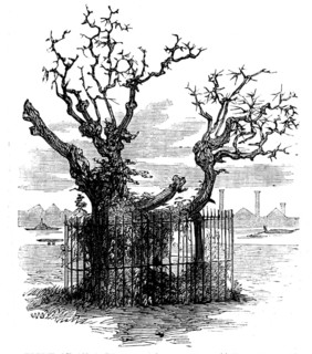 Trunk of an Aged Sycamore in the Temple Gardens, 1858. Creator: Unknown.