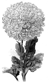 The "Vesta" Chrysanthemum now in bloom in the Temple Gardens, 1858. Creator: Unknown.
