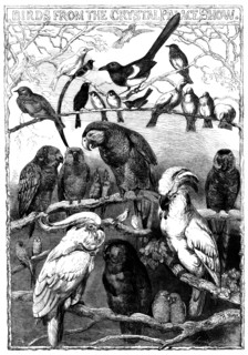 Birds from the Crystal Palace Show, 1858. Creator: Smyth.