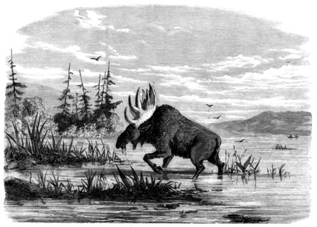 Moose-hunting in Canada - a Bull Moose feeding, 1858. Creator: Unknown.