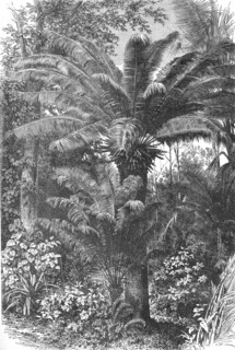'Madagascar Dwarf Palms; A Birds-eye View of Madagascar', 1875. Creator: M.D Charnay.