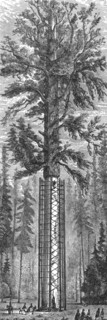 'The Father of the Forest; California and its prospects', 1875. Creator: Frederick Whymper.