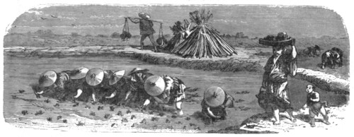 'Japanese in the Rice-field; A European Sojourn in Japan', 1875. Creator: Unknown.